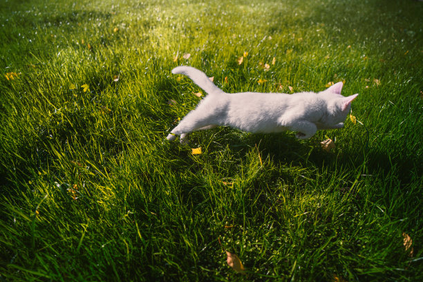 白色的猫图片下载