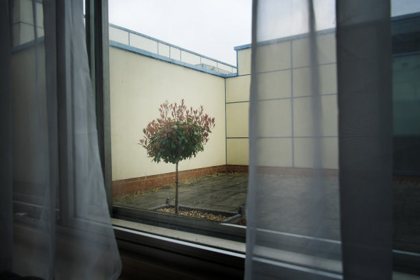 树之间的窗帘图片下载