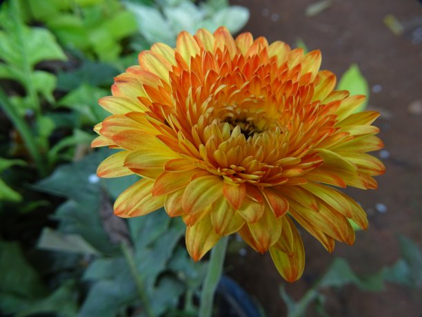 的菊花图片下载