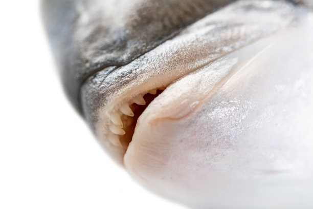 多拉多鱼，嘴巴特写图片下载