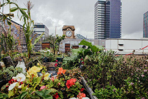 城市的蜜蜂图片下载