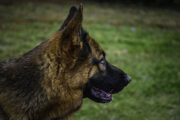这是一张德国牧羊犬的头像特写，它直视着照片右边的前方。棕色的眼睛，黑色和棕色的眼睛，半张着嘴，注意着正在发生的事情。在背景中对焦的草图片下载