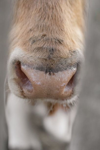 公牛的嘴和鼻子靠近。图片下载