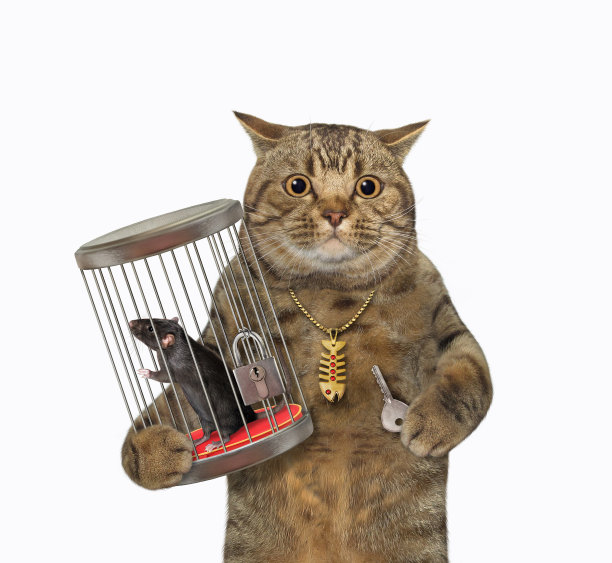 猫和黑老鼠关在一个笼子里图片下载