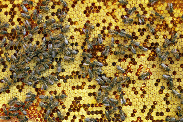 工作的蜜蜂生产健康的蜂蜜。养蜂的概念。图片下载
