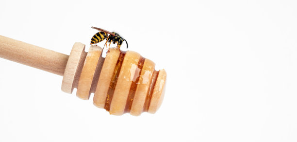 木蜂蜜匙上有黄蜂的旗帜。收集蜂蜜图片下载