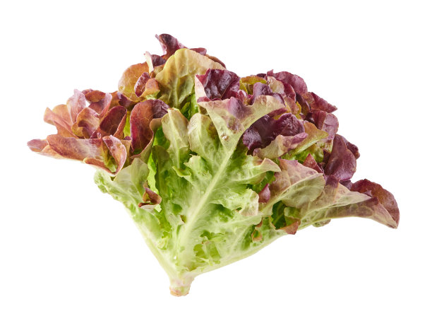 莴苣的红色橡树叶子孤立在白色的背景上图片下载