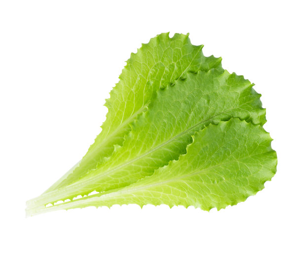 沙拉的叶子。生菜孤立在白色背景上图片下载
