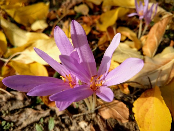 秋天盛开的番红花花和黄色的叶子图片下载