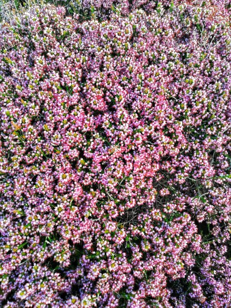 野生动物中五颜六色的小灌木花朵图片下载