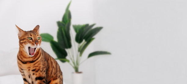 纯种孟加拉条纹猫，玫瑰形金色窄眼，白色背景上绿色植物张开嘴。宠物坐在床上笑，打哈欠或惊奇，睁开眼睛，累了。好斗的动物露出牙齿。本空间图片下载