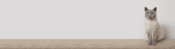 坐在烟雾缭绕的猫看着摄像机的横幅与复制空间图片下载