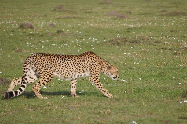 猎豹在几乎没有掩护的情况下潜行图片下载