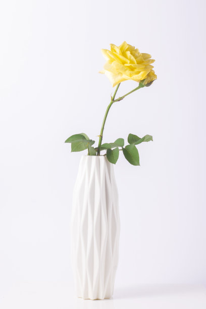 白色背景上，白色花瓶里插着黄玫瑰。图片下载