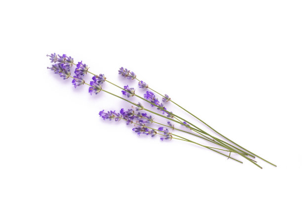 淡紫色的树枝在白色孤立的背景上。图片下载