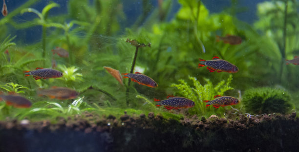 拍摄家庭水族馆。水族馆鱼类、植物。图片下载