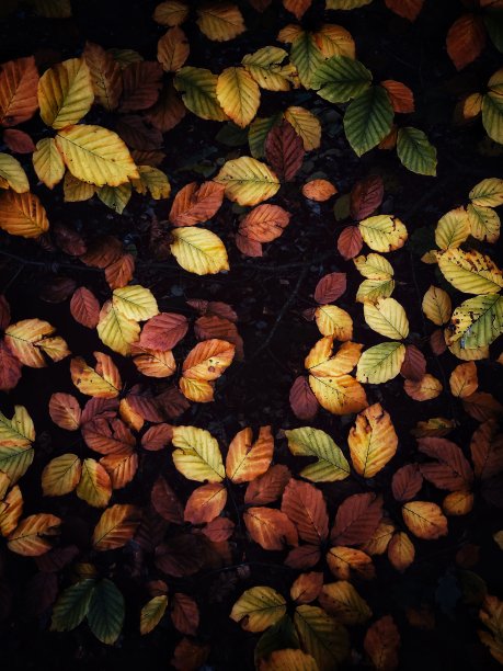 完整的框架秋叶背景与复制空间图片下载