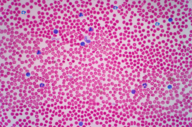 在光学显微镜下观察人体血细胞。图片下载