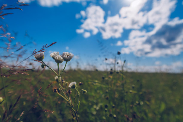 田野的花朵和绿色的草地，蓝色的天空和白云在背景上。库存图片图片下载