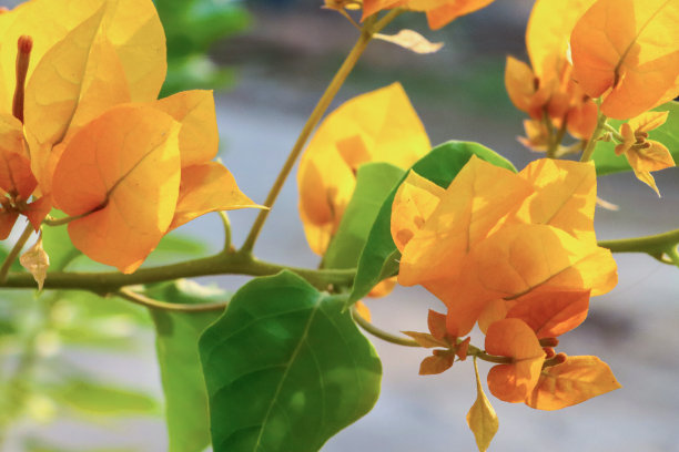 特写图片的热带黄色九重葛花苞片特写，夏季攀爬观赏开花九重葛藤蔓与黄色的花朵，盆栽植物，模糊的花园背景图片下载