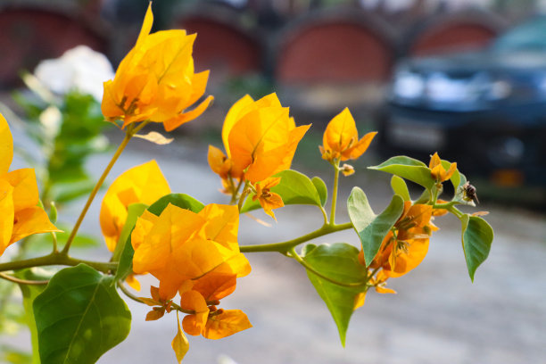 图片的热带黄色九重葛花苞片的特写，夏季攀缘观赏开花九重葛藤蔓与黄色花朵，盆栽植物图片下载