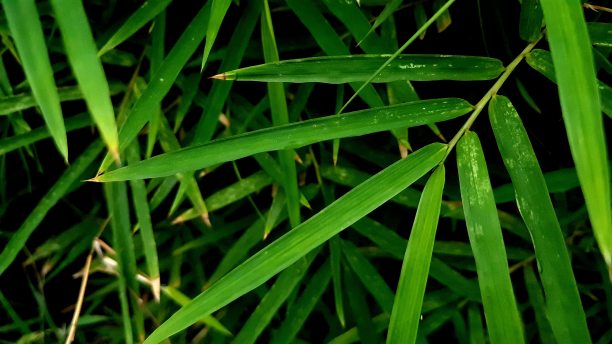 竹叶图案自然清新的绿色背景图片下载