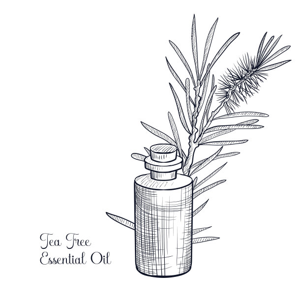 向量绘制茶树精油图片下载