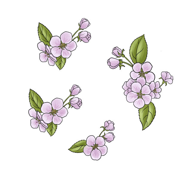 苹果画花图片下载
