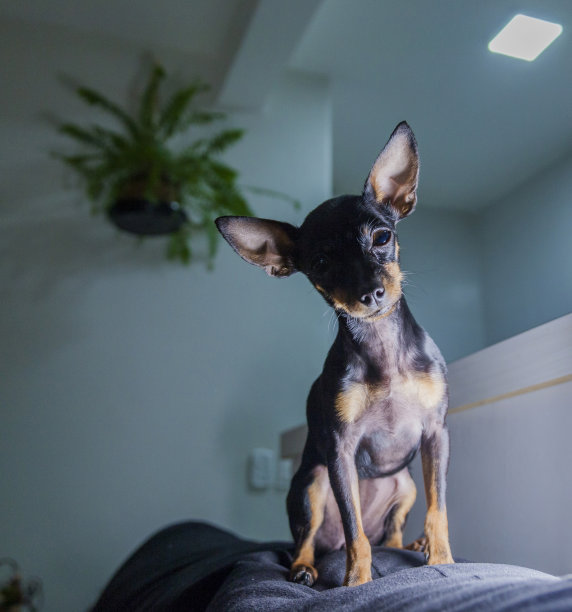 平舍犬躺在顶视图床上看着相机休息和放松，阳光照在她的皮毛上图片下载