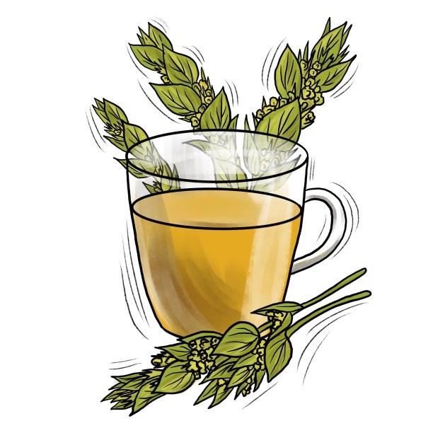 天然草本山茶图片下载