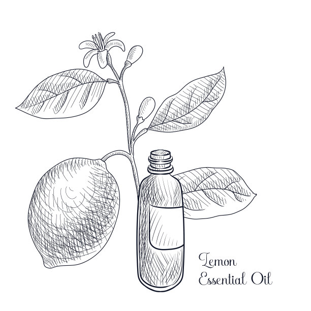 向量画柠檬精油图片下载