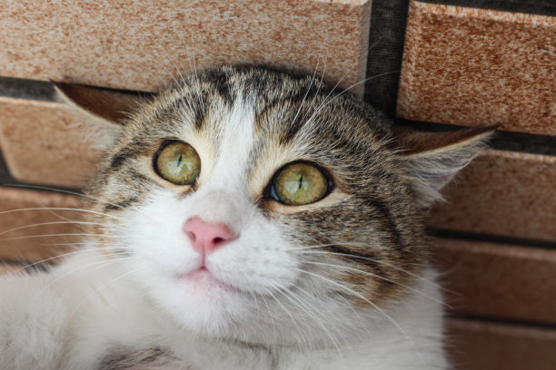 可爱的猫肖像，乞求的眼睛图片下载