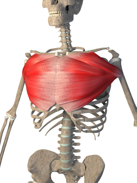 3d插图的胸大肌在白色背景图片下载