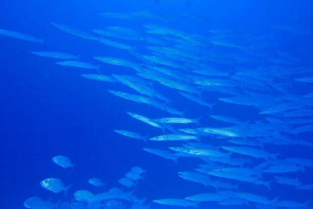 在帕劳群岛的珊瑚礁上潜水。图片下载