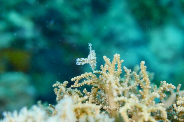 在帕劳群岛的礁石上潜水。图片下载