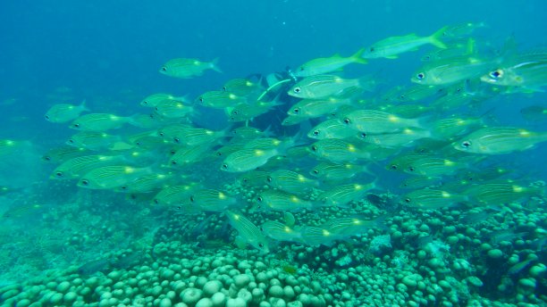 在帕劳群岛的礁石上潜水。图片下载