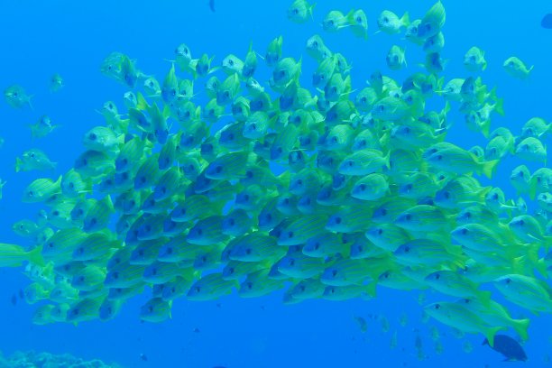 在帕劳群岛的礁石上潜水。图片下载