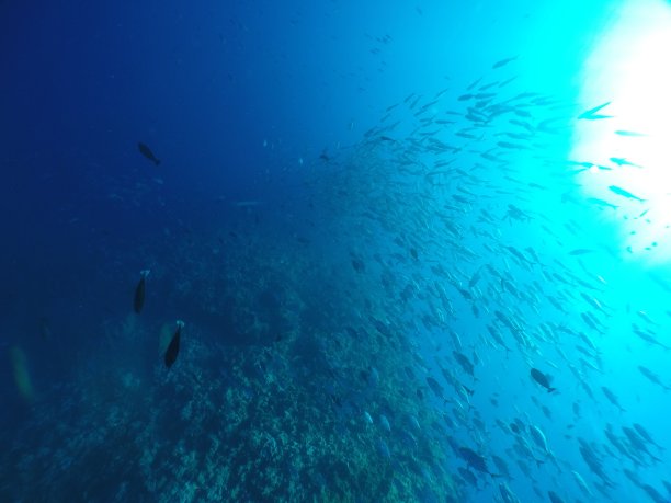 在帕劳的蓝角潜水图片下载