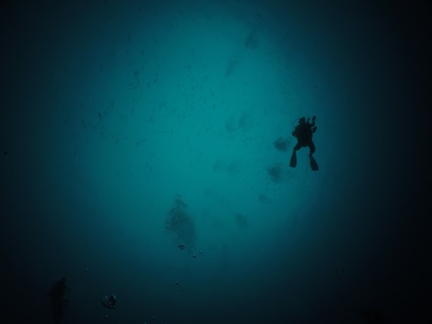 在帕劳和蝠鲼一起在德国香奈儿潜水图片下载