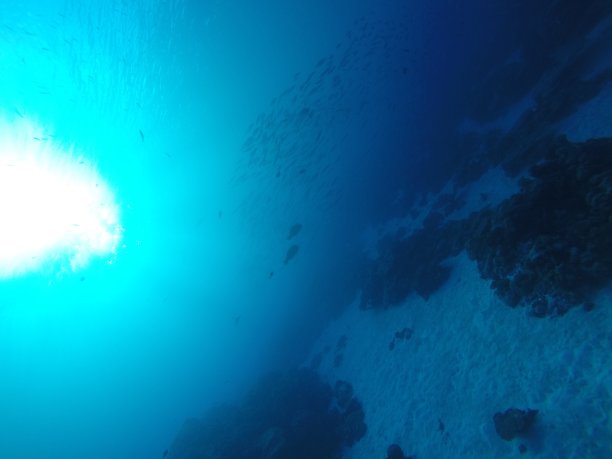 在帕劳群岛的礁石上潜水。图片下载