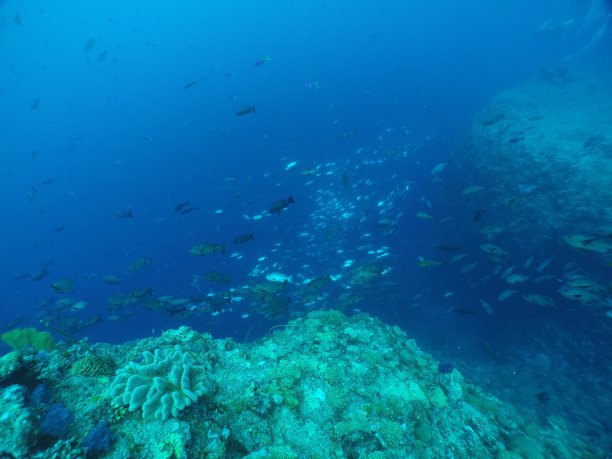 在帕劳的蓝角潜水图片下载