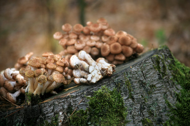 森林里的蜂蜜蘑菇图片下载