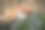 森林里的蜂蜜蘑菇图片下载