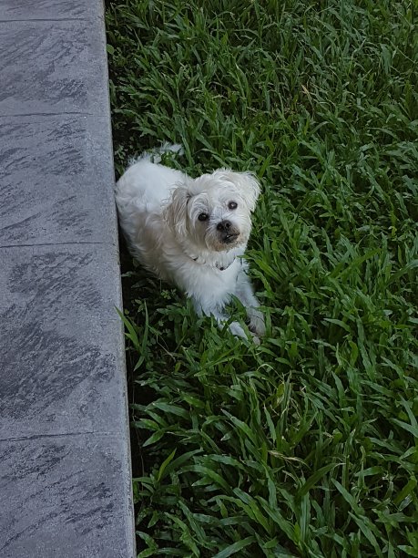 奇怪的狗图片下载