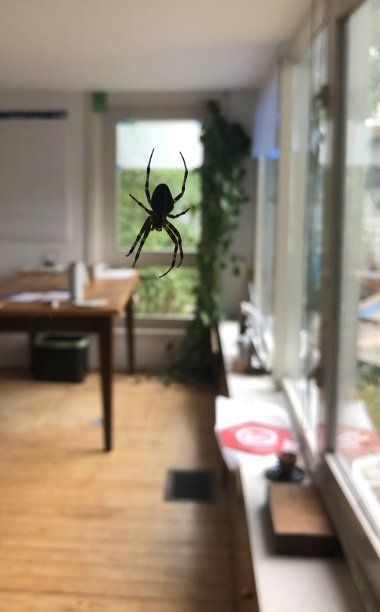 船屋窗户上的大黑蜘蛛图片下载