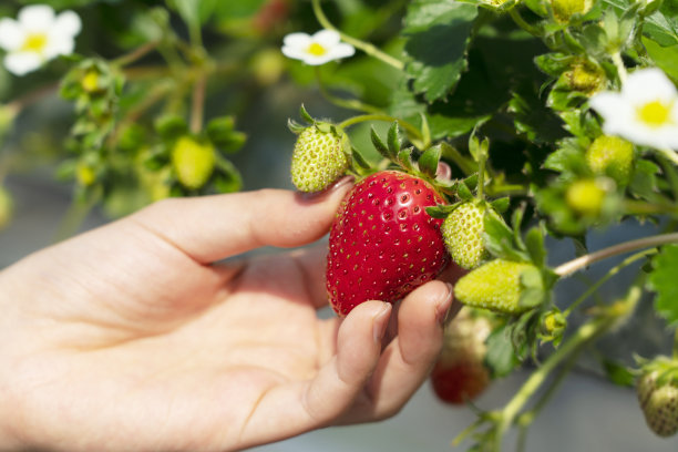 一个女人的手在塑料温室里用水培法种植草莓。草莓采摘、草莓收获等图片。图片下载