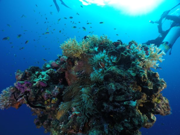 在帕劳群岛著名的“Iro”沉船上潜水。图片下载