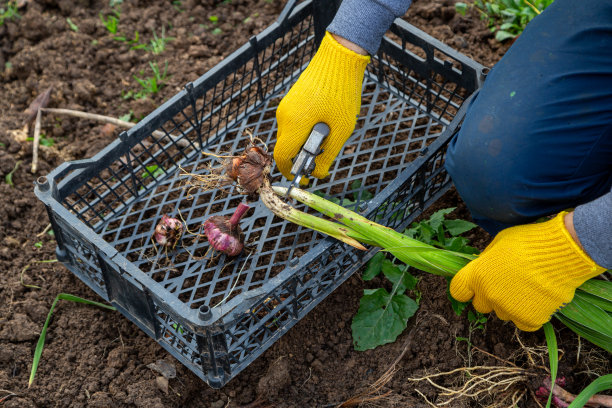 花园里的修剪剪刀是黄色的。手与手套。无土剑兰球茎图片下载