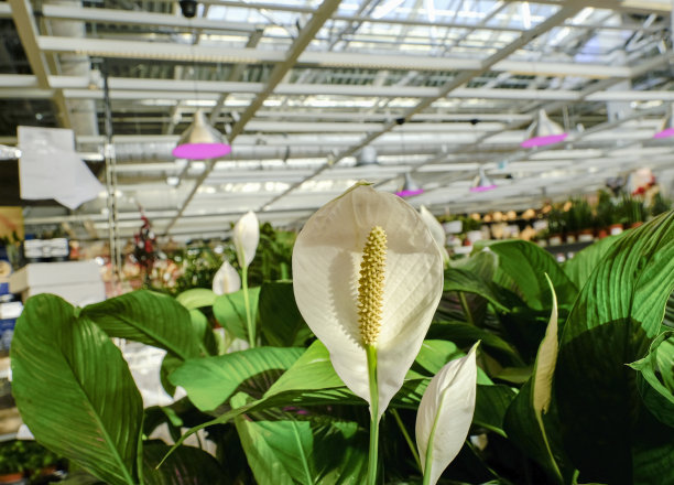 花园商店出售的一排石竹盆栽。图片下载