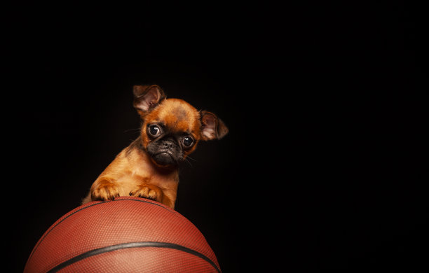 图片狗篮球黑暗的背景图片下载